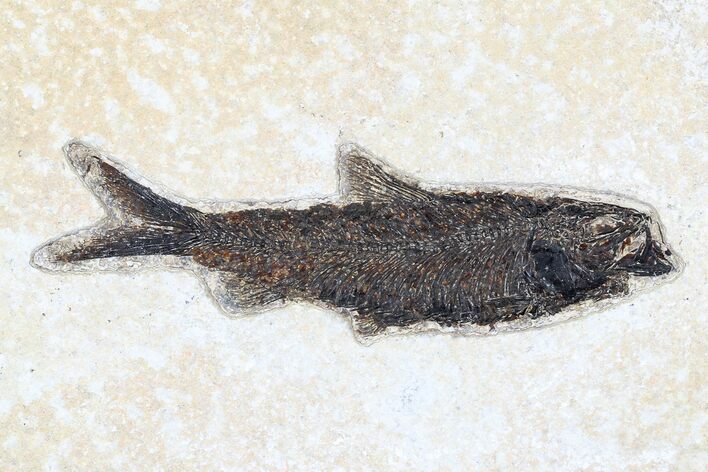 Fossil Fish (Knightia) - Green River Formation #179288